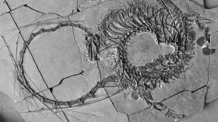 Bilim insanları, 240 milyon yıllık &#8220;ejderhanın&#8221; bütün haldeki fosilini buldu
