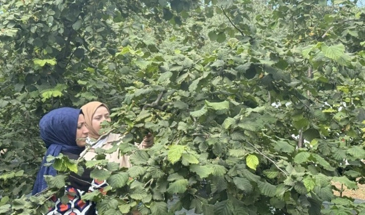 Çarşamba Ovası'nda hasat başladı: 116 bin ton gibi bir rekolte bekliyor