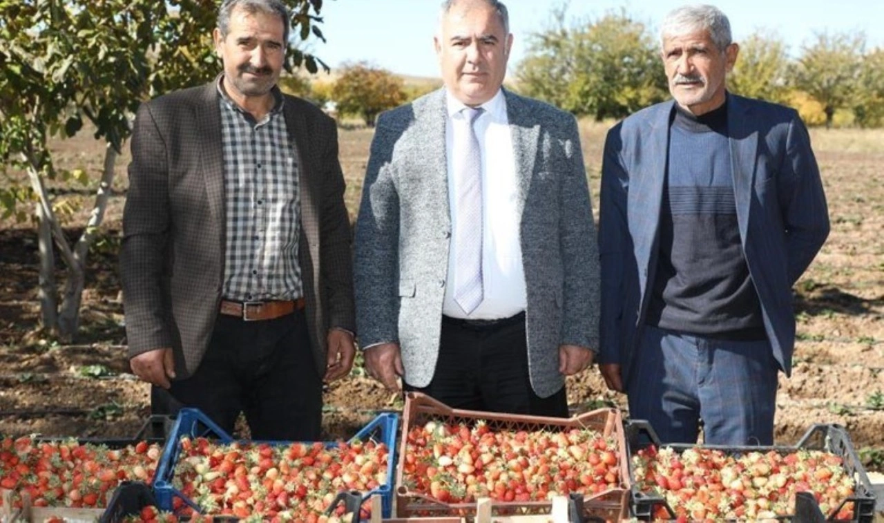 Elazığ'da hasat vakti: Dekara başına 2 bin 500 kilogram verim!