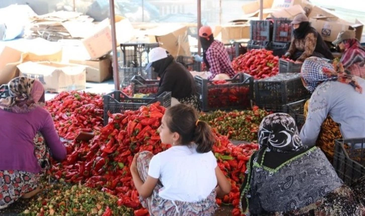 Tarım kentinde 'acı' mesai başladı: Kilosu 350 liradan satılacak...