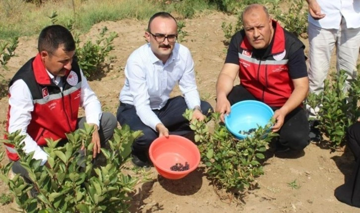 Yozgat'ta 'süper meyve' hasadı başladı: 3 yıl sonra verime geçiyor...