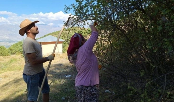 Zorlu arazide hasat başladı: 100 gramında bir kasa portakala eşdeğer C vitamini var