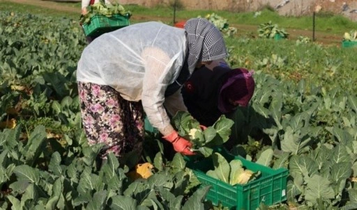 Efeler'de hasat başladı! Bakkallarda satılacak...