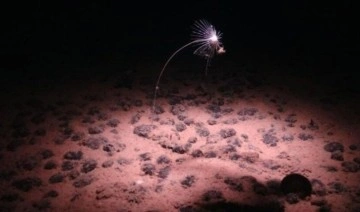 Okyanuslardaki metal yumrular karanlık oksijen üretiyor