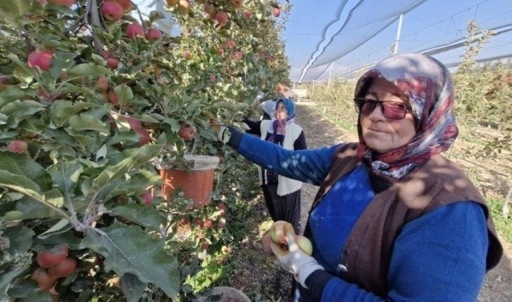 Türkiye'nin elma deposunda son hasat: Rekolte yüzde 30 düştü...